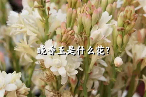 晚香玉是什么花？