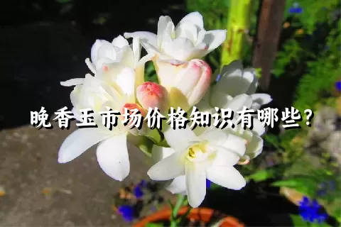 晚香玉市场价格知识有哪些？