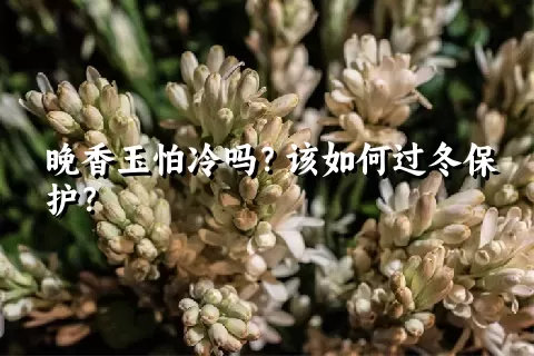 晚香玉怕冷吗？该如何过冬保护？