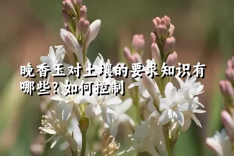 晚香玉对土壤的要求知识有哪些？如何控制