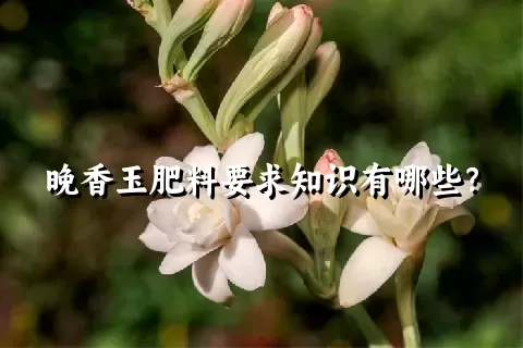 晚香玉肥料要求知识有哪些？