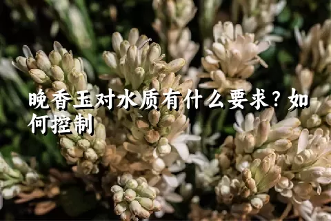 晚香玉对水质有什么要求？如何控制
