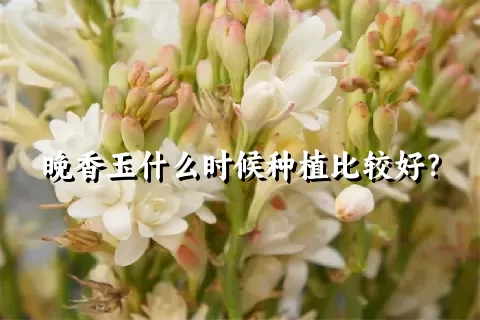 晚香玉什么时候种植比较好？