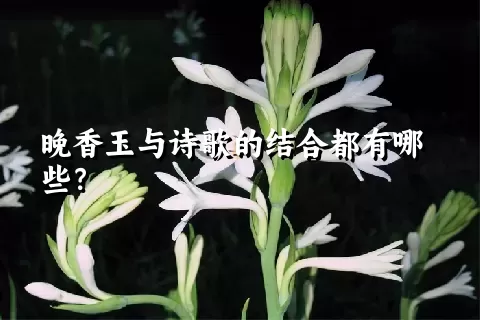 晚香玉与诗歌的结合都有哪些？