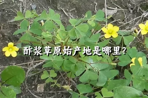 酢浆草原始产地是哪里？
