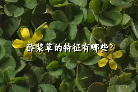 酢浆草的特征有哪些？