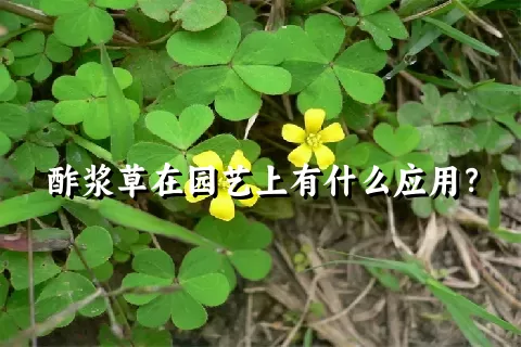 酢浆草在园艺上有什么应用？