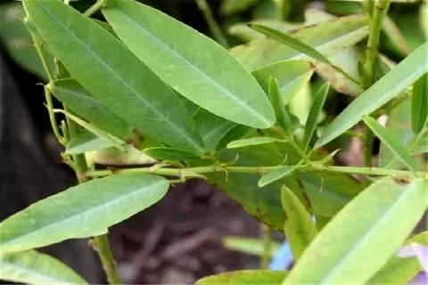 跳舞草