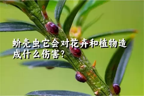 蚧壳虫它会对花卉和植物造成什么伤害？