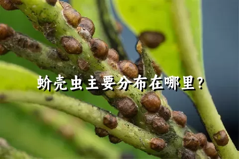 蚧壳虫主要分布在哪里？