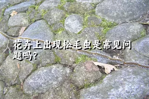 花卉上出现松毛虫是常见问题吗？