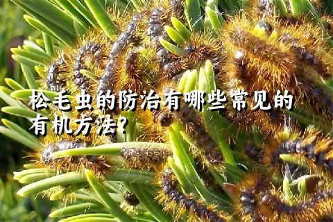 松毛虫的防治有哪些常见的有机方法？