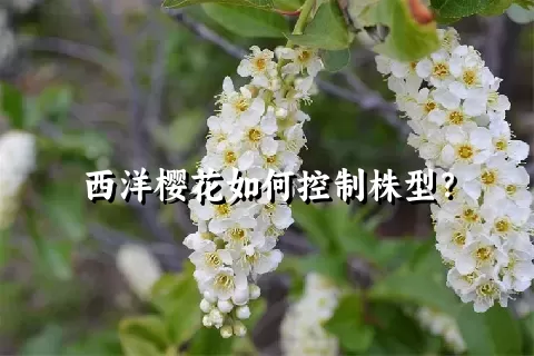 西洋樱花如何控制株型？