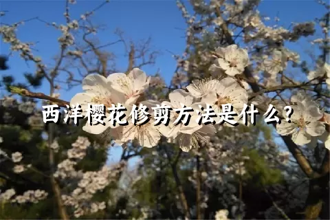 西洋樱花修剪方法是什么？