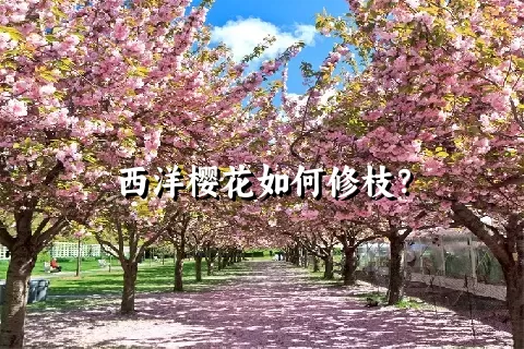 西洋樱花如何修枝？