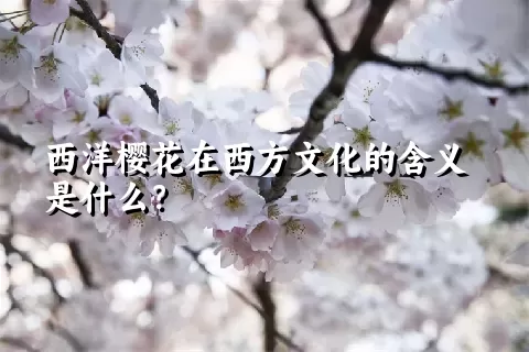 西洋樱花在西方文化的含义是什么？