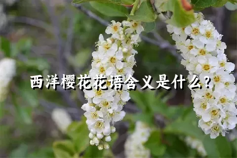 西洋樱花花语含义是什么？