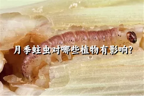 月季蛀虫对哪些植物有影响？