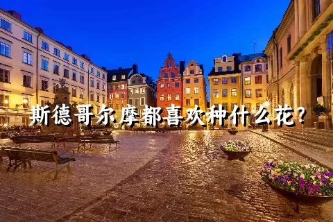 斯德哥尔摩都喜欢种什么花？