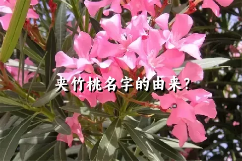 夹竹桃名字的由来？