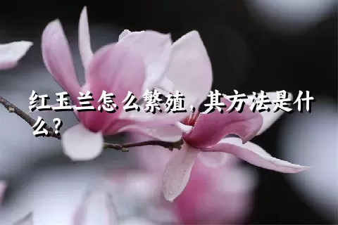 红玉兰怎么繁殖，其方法是什么？
