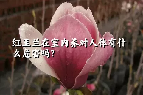 红玉兰在室内养对人体有什么危害吗？