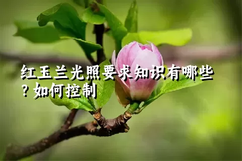红玉兰光照要求知识有哪些？如何控制