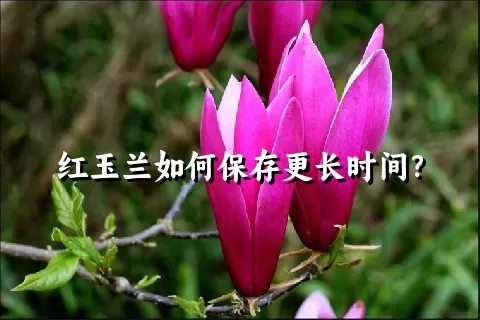 红玉兰如何保存更长时间？