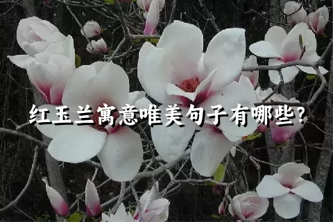 红玉兰寓意唯美句子有哪些？