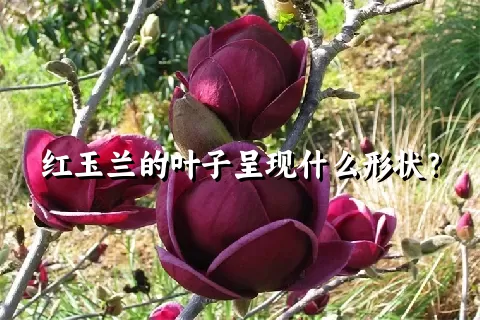 红玉兰的叶子呈现什么形状？