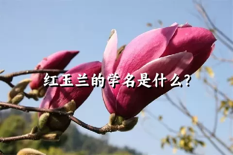 红玉兰的学名是什么？