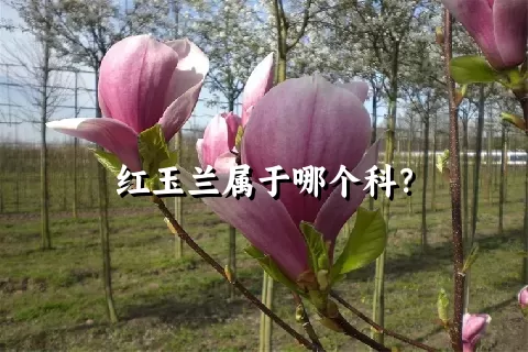 红玉兰属于哪个科？