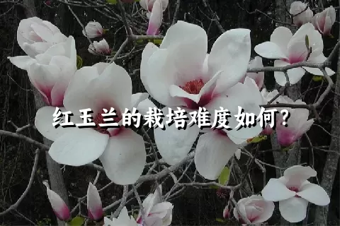 红玉兰的栽培难度如何？