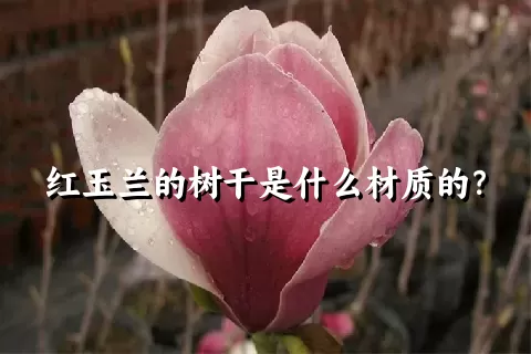 红玉兰的树干是什么材质的？