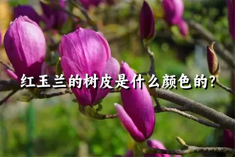红玉兰的树皮是什么颜色的？