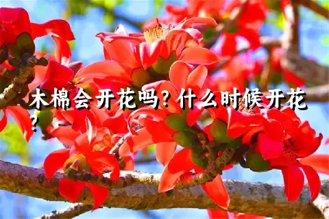木棉会开花吗？什么时候开花？