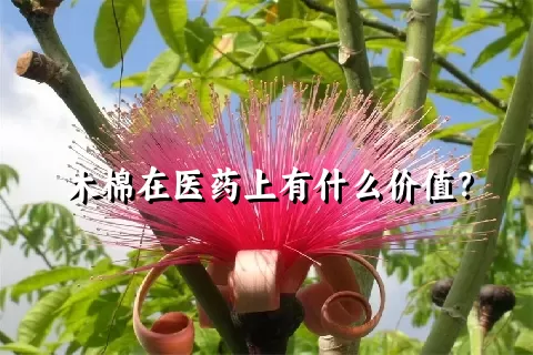 木棉在医药上有什么价值？