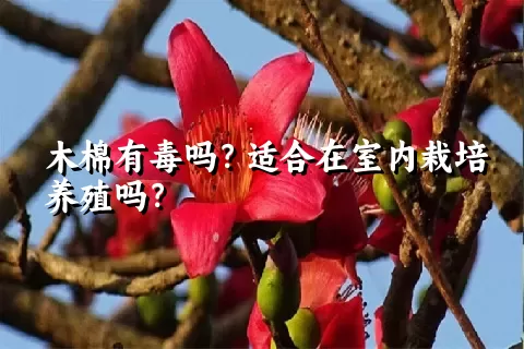 木棉有毒吗？适合在室内栽培养殖吗？