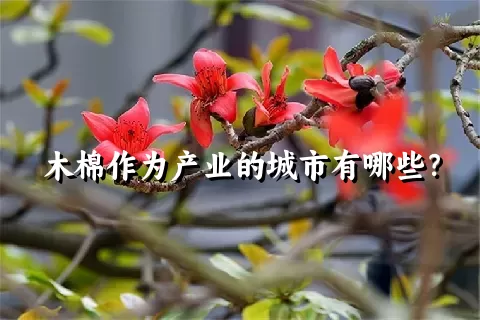 木棉作为产业的城市有哪些？