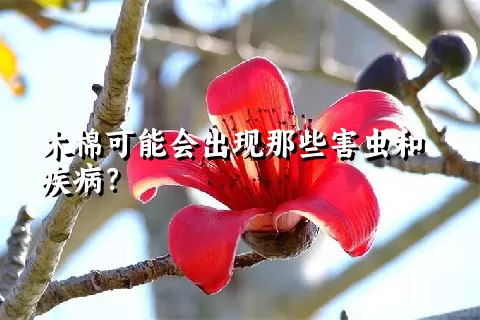 木棉可能会出现那些害虫和疾病？