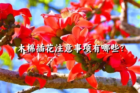 木棉插花注意事项有哪些？