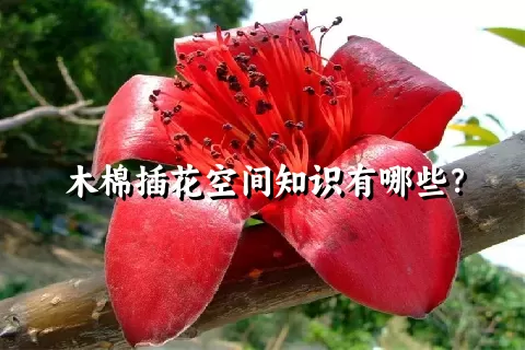 木棉插花空间知识有哪些？