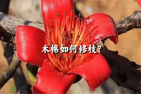 木棉如何修枝？