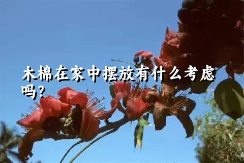 木棉在家中摆放有什么考虑吗？