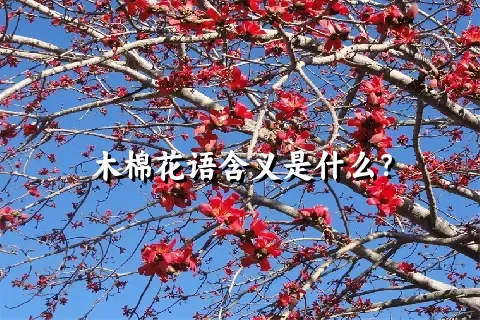 木棉花语含义是什么？