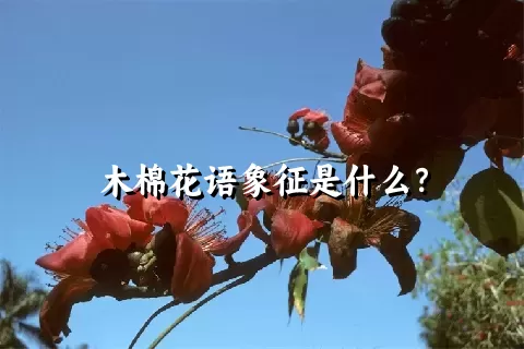 木棉花语象征是什么？