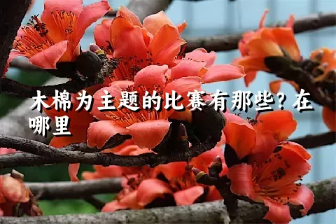 木棉为主题的比赛有那些？在哪里