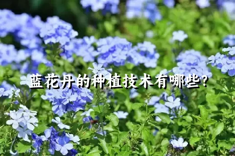 蓝花丹的种植技术有哪些？