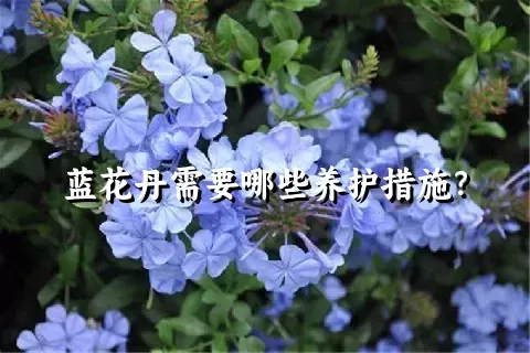 蓝花丹需要哪些养护措施？