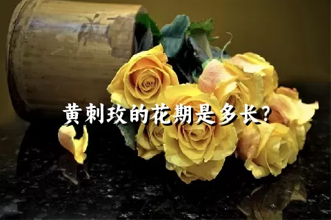黄刺玫的花期是多长？